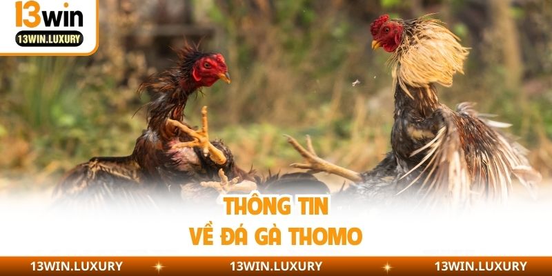 Thông tin về đá gà Thomo
